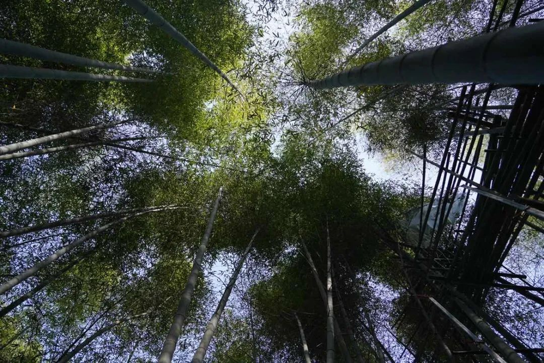 科技助力，讓安吉百萬(wàn)畝的毛竹林變成綠色銀行