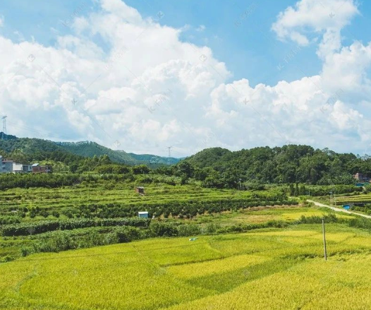 農(nóng)業(yè)農(nóng)村部答復關于大力促進現(xiàn)代農(nóng)業(yè)經(jīng)營主體健康發(fā)展的提案